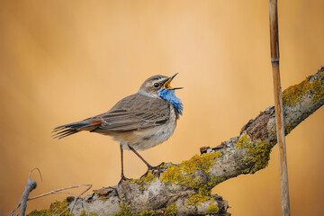 Eurasian blue throat bird in wild nature
