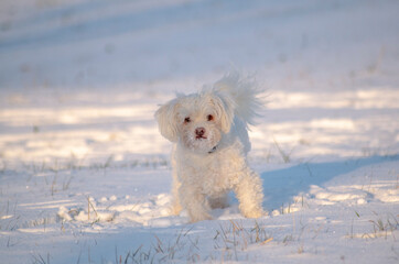 kleiner Hund im Schnee