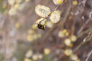 Close up of a bumblebee on a sallow (salix caprea) male catkin with pollen