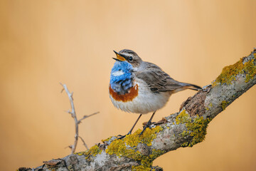 Eurasian blue throat bird in wild nature