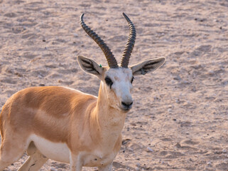 Arabian Sand Gazelle in natural habitat conservation area, Saudi Arabia  