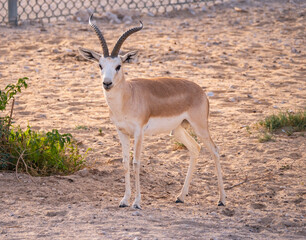 Arabian Sand Gazelle in natural habitat conservation area, Saudi Arabia  