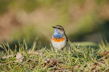 Eurasian blue throat bird in wild nature