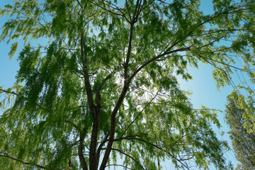 A beautiful tree with a bright blue sky behind it.