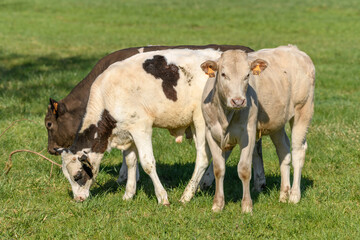 Fototapeta na wymiar Calves in a pasture in spring.