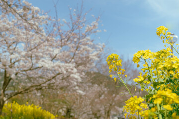 Fototapeta premium 満開の菜の花と桜咲く春の自然風景