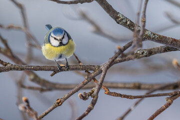 The Eurasian blue tit (Cyanistes caeruleus)