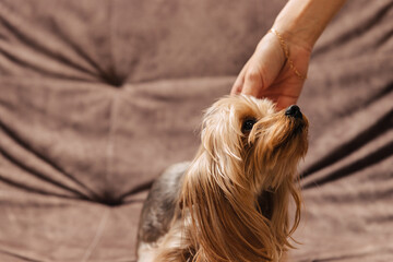 Naklejka na ściany i meble yorkshire terrier. yorkie. dog on the couch. the owner touches his pet.