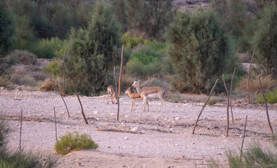 Arabian Reem Gazelle Fawn in natural habitat conservation area, Saudi Arabia  