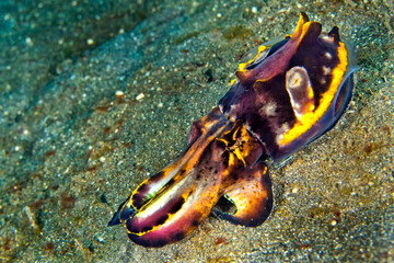 Fototapeta na wymiar Cuttlefish, Flamboyant Cuttlefish, Metasepia pfefferi, Lembeh, North Sulawesi, Indonesia, Asia