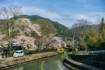 Fototapeta premium 春の京都、山科にある琵琶湖疎水と満開の桜の風景