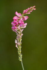 Obraz premium Onobrychis viciifolia flower in spring 