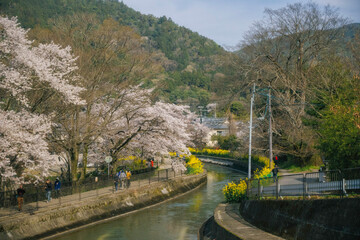 琵琶湖疏水(山科疏水)に咲く満開の桜と菜の花が見える春景色