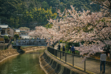 Fototapeta na wymiar 琵琶湖疏水（山科疏水）に咲く満開の桜と遊歩道を散策するお花見客が見える風景