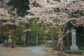 滋賀県彦根市の井伊神社と満開の桜の春景色