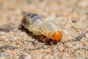 Beetle Larvae, Hughes, ACT, January 2021