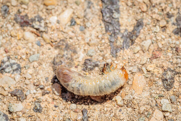 Beetle Larvae, Hughes, ACT, January 2021