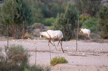 Obraz na płótnie Canvas Arabian Oryx in captive natural habitat conservation program in Saudi Arabia