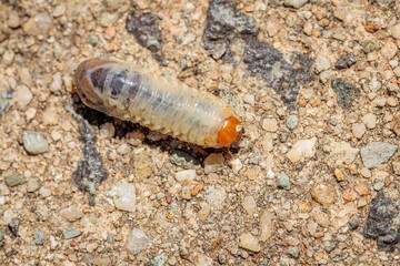 Beetle Larvae, Hughes, ACT, January 2021