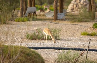 Arabian Sand Gazelle in natural habitat conservation area, Saudi Arabia  