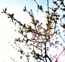 Beautiful peach tree flowers close-up