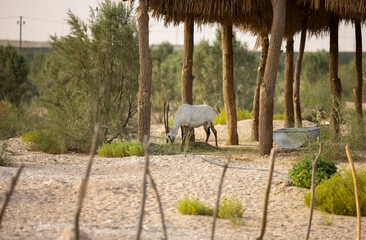 Fototapeta na wymiar Arabian Oryx in captive natural habitat conservation program in Saudi Arabia