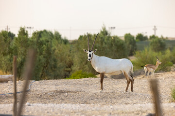 Arabian Oryx in captive natural habitat conservation program in Saudi Arabia