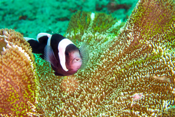 Panda Clownfish, Amphiprion polymnus, Clownfish, Anemonefish, Damselfish, Lembeh, North Sulawesi,...