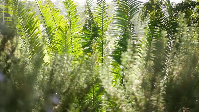 Cycad fern leaves in forest, California USA. Green fresh juicy natural botanical leafage. Encephalartos or zamiaceae dioon palm lush foliage. Tropical jungle rainforest woods atmosphere garden design.