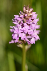 orchis négligé