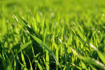 Green grass close up