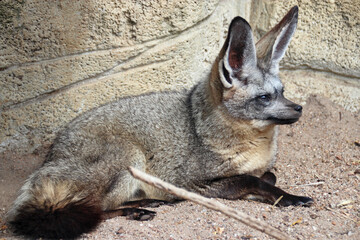 bat-eared fox in a zoo in france