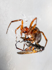 Aranha a caçar mosca