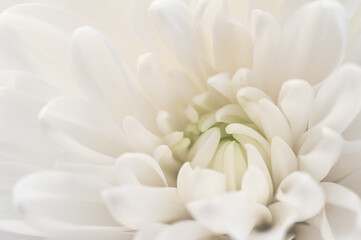 White Chrysanthemum closeup