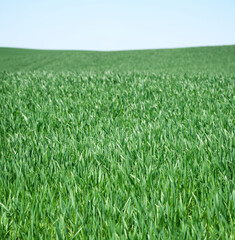 Green grass background