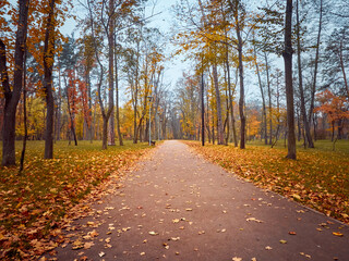 Fototapeta premium Alley in the autumn park with colorful trees.