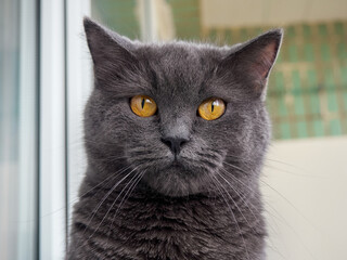 Portrait of a gray cat close up.