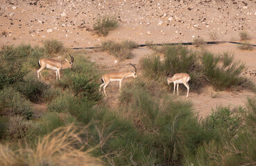 Arabian Sand Gazelle in natural habitat conservation area, Saudi Arabia  