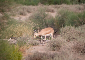 Naklejka na ściany i meble Arabian Sand Gazelle in natural habitat conservation area, Saudi Arabia 