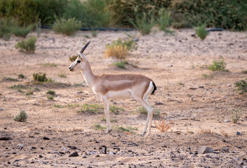 Arabian Sand Gazelle in natural habitat conservation area, Saudi Arabia  
