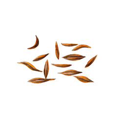 Cumin seeds isolated on white background.  Watercolor hand drawn illustration.