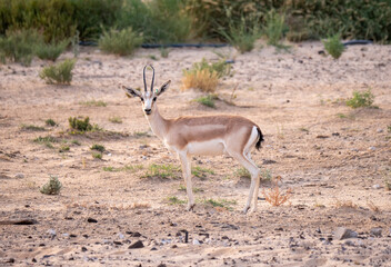 Arabian Sand Gazelle in natural habitat conservation area, Saudi Arabia  