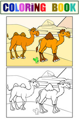 Two camels in the desert. Children set of coloring book and color picture.