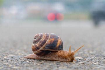 The snail moves slowly on the asphalt