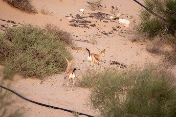 Arabian Reem Gazelle Fawn in natural habitat conservation area, Saudi Arabia  