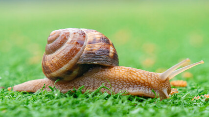 Snail on the green artificial grass. Animals