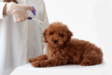 That red Brown poodle is lying on a white surface next to a groomer with a pair of scissors. Grooming, animal care