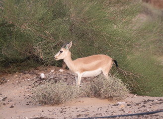 Arabian Sand Gazelle in natural habitat conservation area, Saudi Arabia  