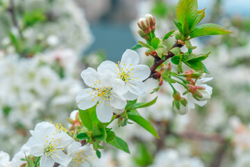 Blooming apple tree in spring time, Flowering Apple Tree
