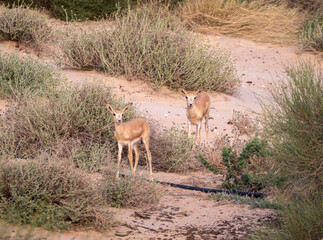Obraz na płótnie Canvas Arabian Reem Gazelle Fawn in natural habitat conservation area, Saudi Arabia 